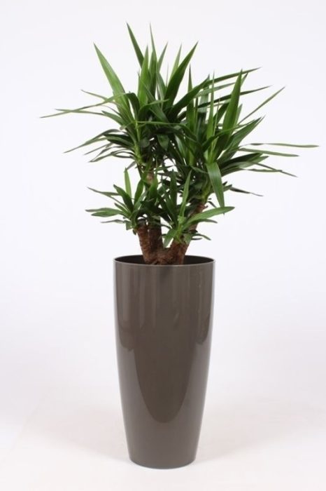 Yucca elephantipes in Santorini pot "taupe", D 33