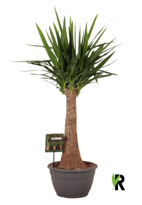 Yucca elephantipes rechte stam, D 30