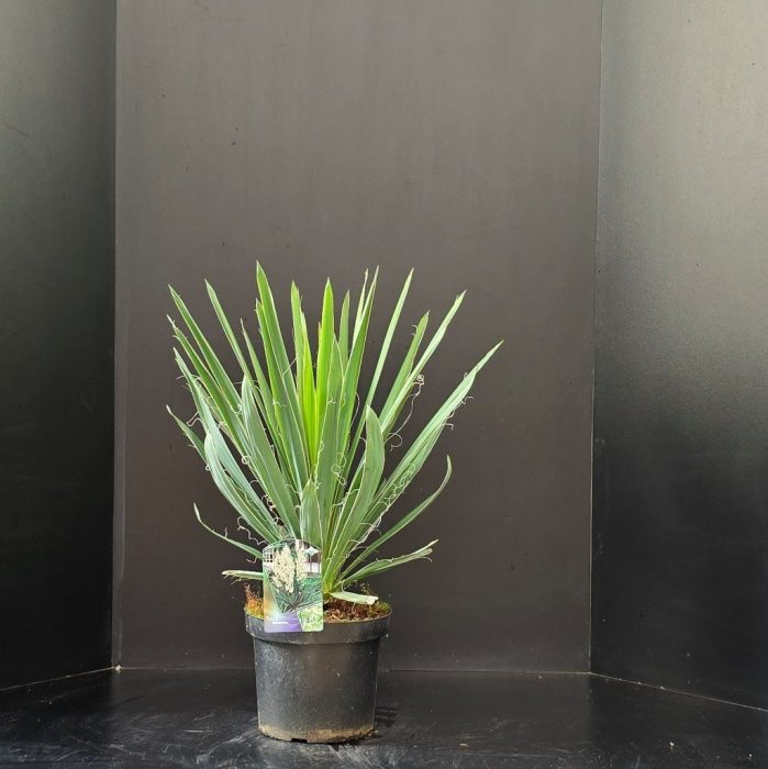 Yucca filamentosa, D 26