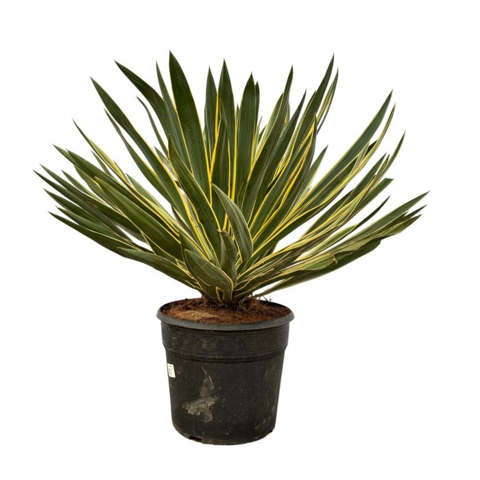 Yucca Gloriosa 'Variegata', D 30