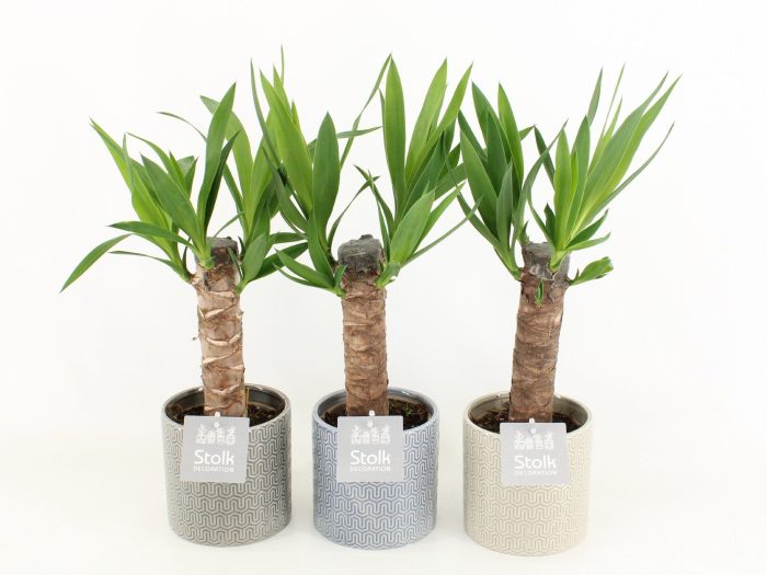 Yucca in Gaia Pot, D 13