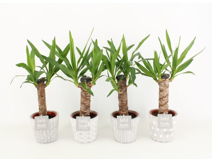 Yucca in Star Pot, D 13