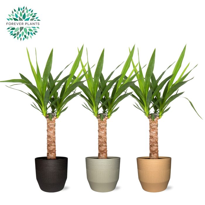 Yucca p14, 30 cm (2+ KOP) in TIRZA Keramiek, D 14