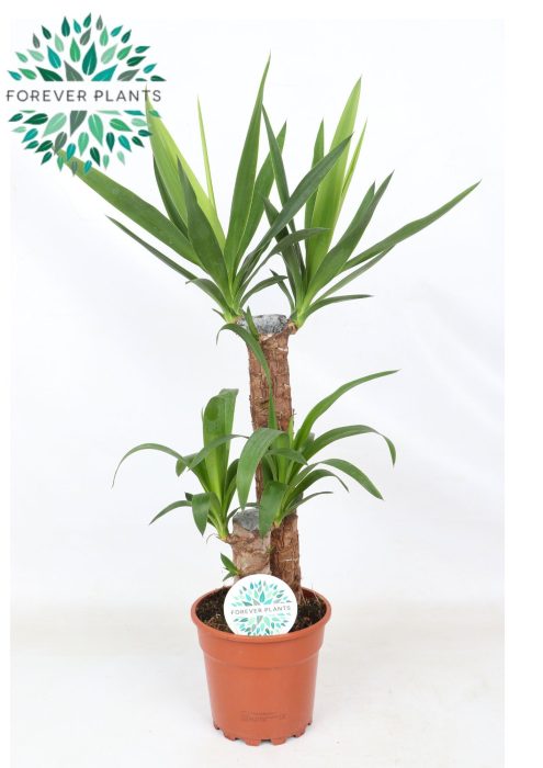 Yucca p17, 45+20 (2+ KOP), D 17