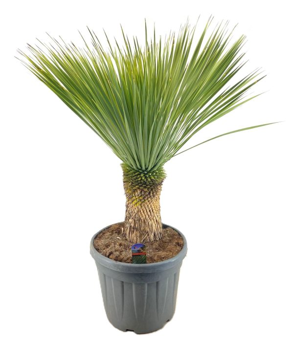 Yucca rostrata, D 46
