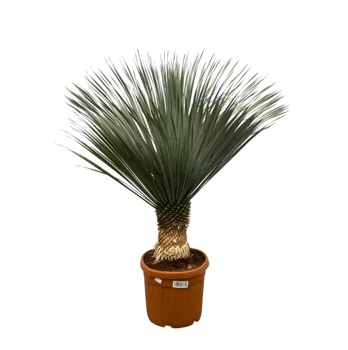 Yucca Rostrata - 150cm, D 50