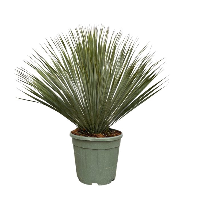 Yucca Rostrata Bush - 100cm, D 40