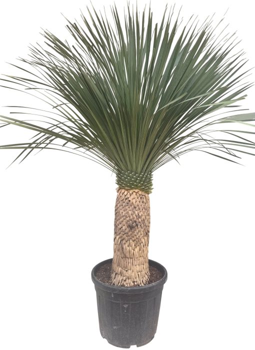 Yucca rostrata P50 stam 65/75, D 50