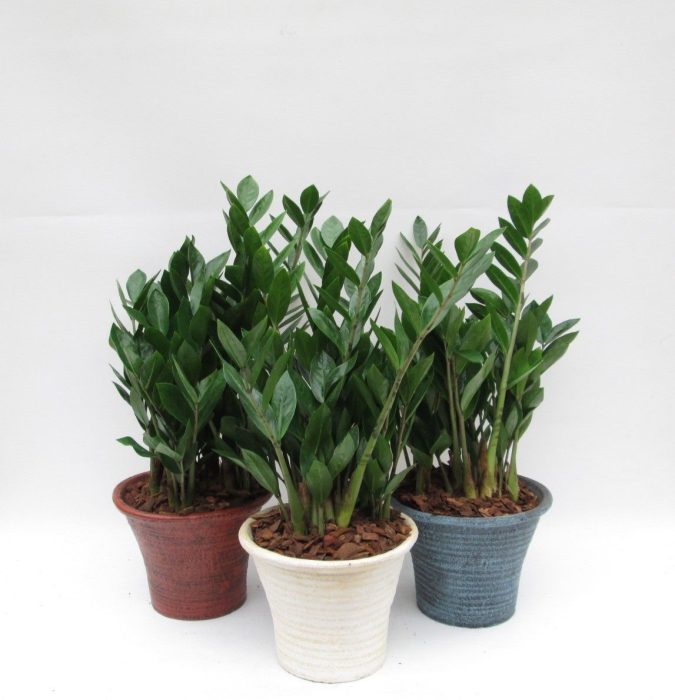 zamio inhosta big, D 23