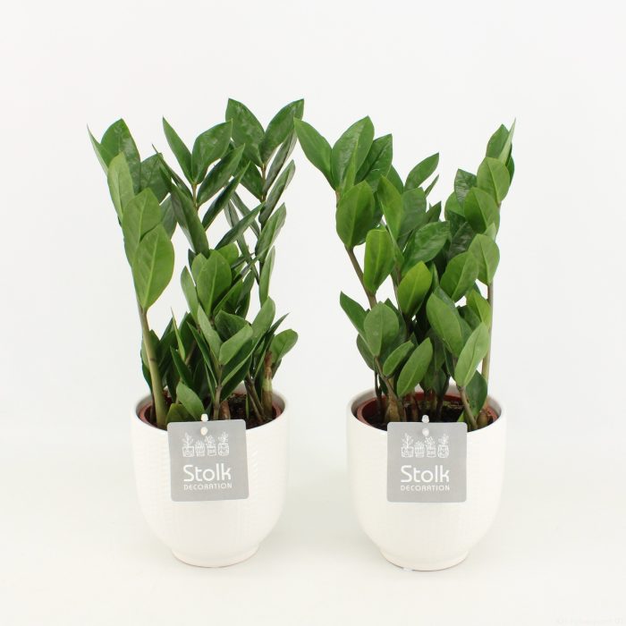 Zamioculcas Zamiifolia in Liv keramiek, D 13