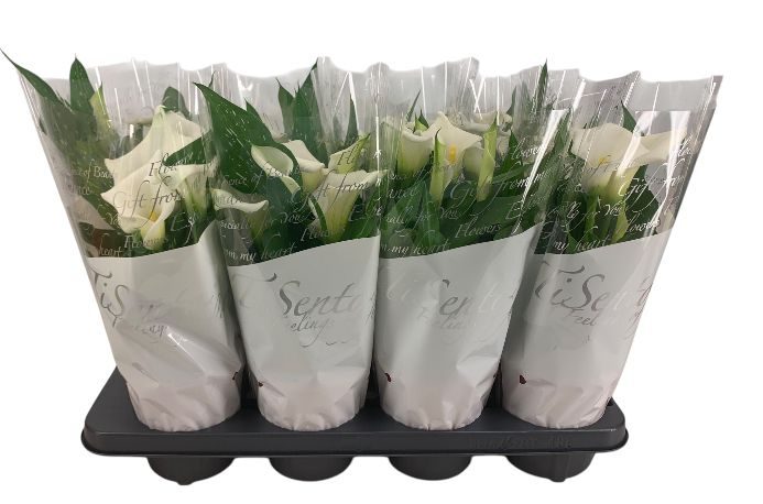 Zantedeschia (Calla) 13 cm - wit, D 13