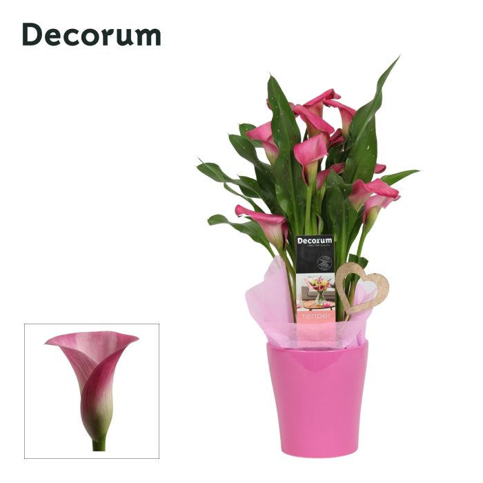 Zantedeschia (Calla) Roze in Ompot Amy LOVE (Decorum), D 12