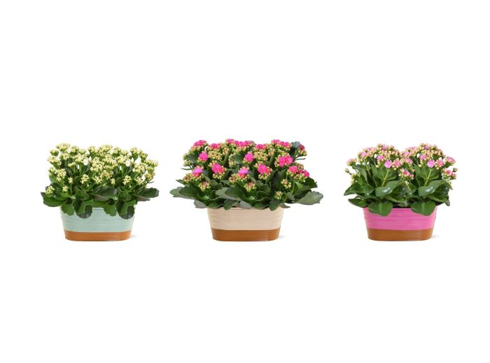 Zinken Bakje Nola Kalanchoe Blossfeldiana Gevuldbloemig in Duobak Gemengd, D 19