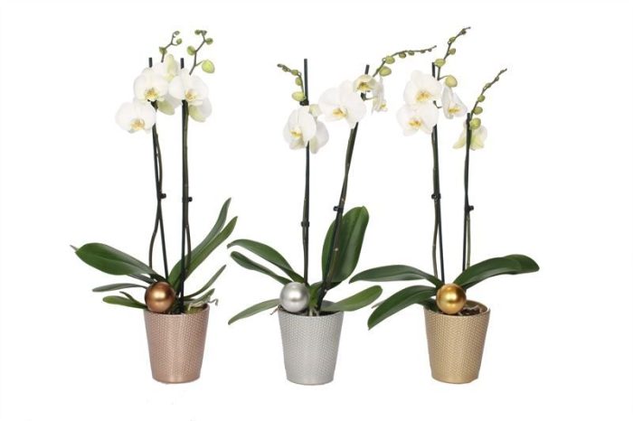 Zoe p12 dots mix luxury Phal white 2T14+, D 12