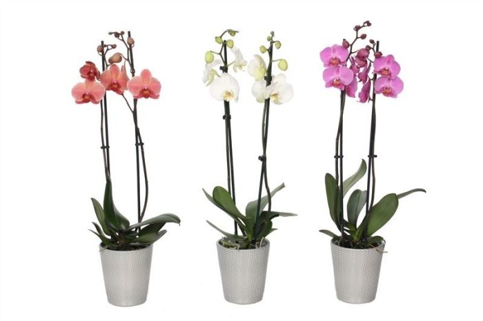 Zoe p12 dots silver Phal mix 2T14+, D 12