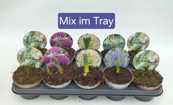 Zwiebelmix-Allium-Camassia-Leucojum, D 12