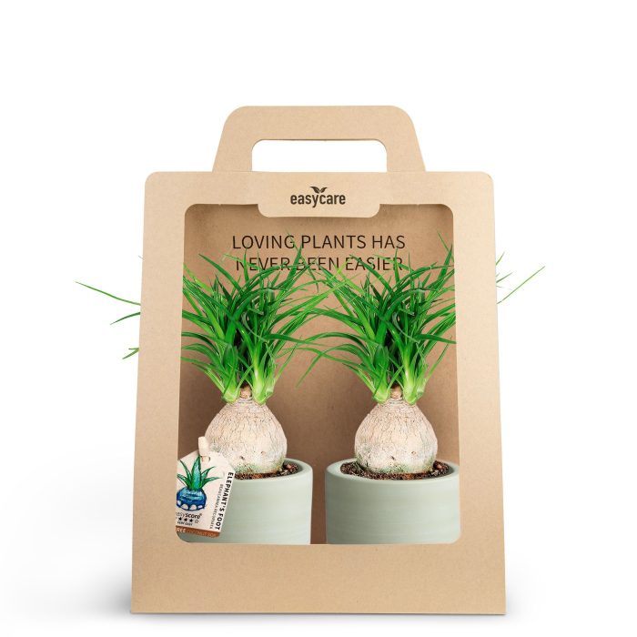2-Pack Woodbase Green, Beaucarnea, D 7