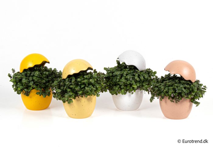 Callisia in Easter ceramic 2026, D 10,5