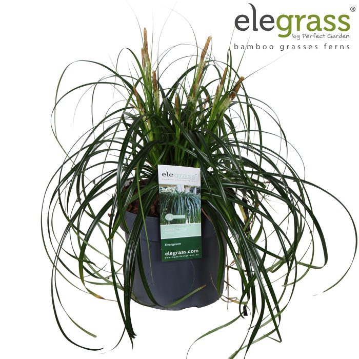 Carex 'Ribbon Falls' P19, D 19