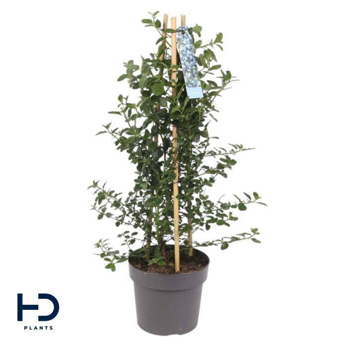 Ceanothus 17cm Repens piramide, D 17