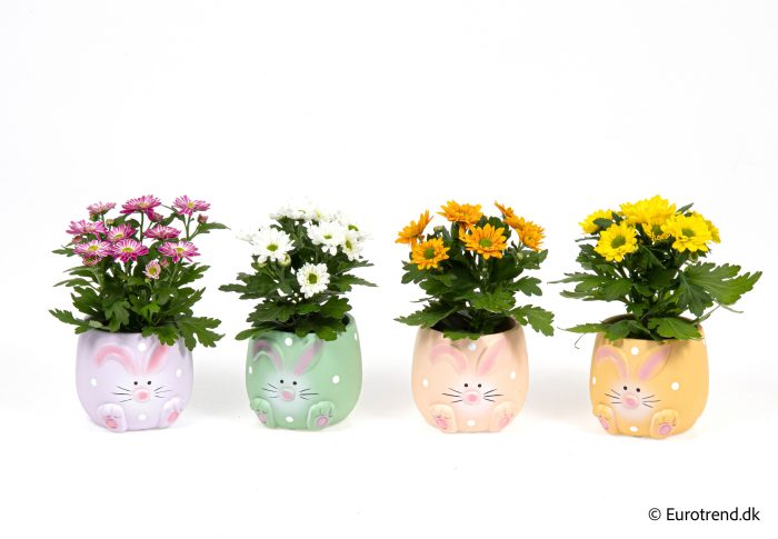 Chrysanthemum in Easter ceramic 2026, D 6