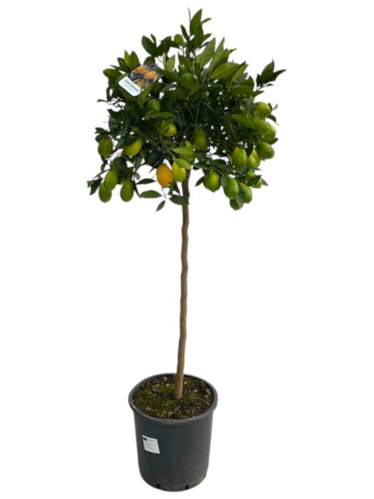 Citrus Limequat op stam, D 25