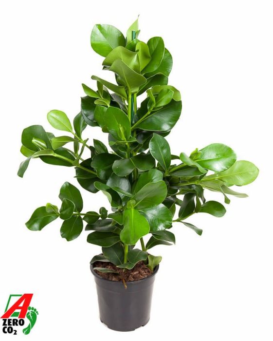 Clusia Rosea 3PP P24, D 24