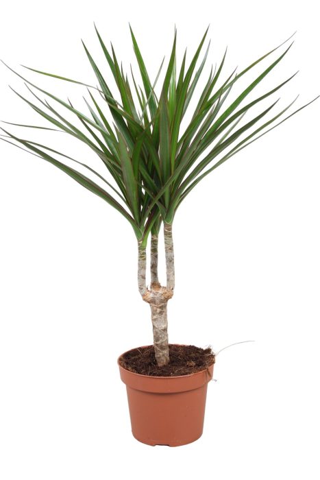 Dracaena Marginata enkele stam, D 12