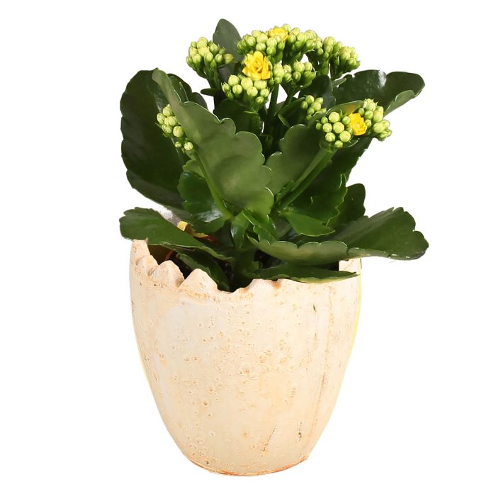 Easter Arr. Indoor Ceramic Half Egg Ø11cm 1PP, D 11
