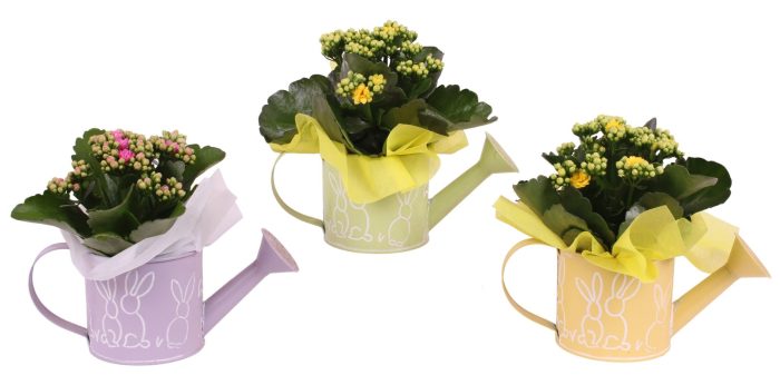 Easter Arr. Indoor Zinc Watering Can Bunny Relief ø21cm 1PP, D 21