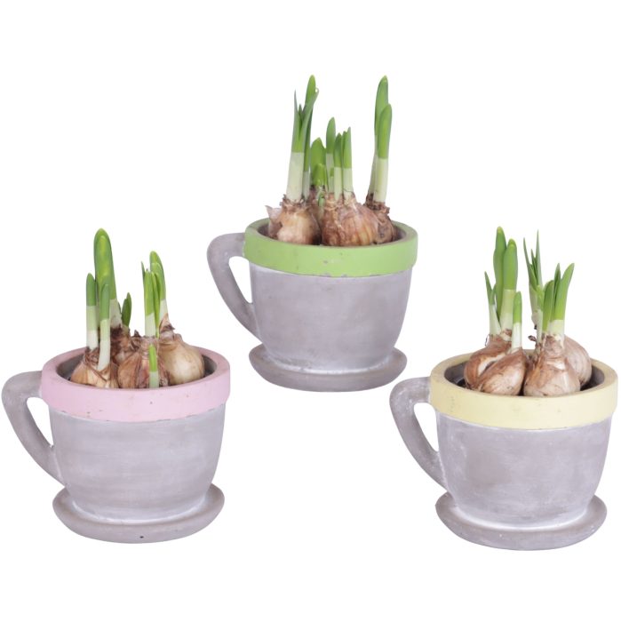 Easter Arr. Narcis Ceramic Cup And Saucer Colored Rim Ø12cm, D 12