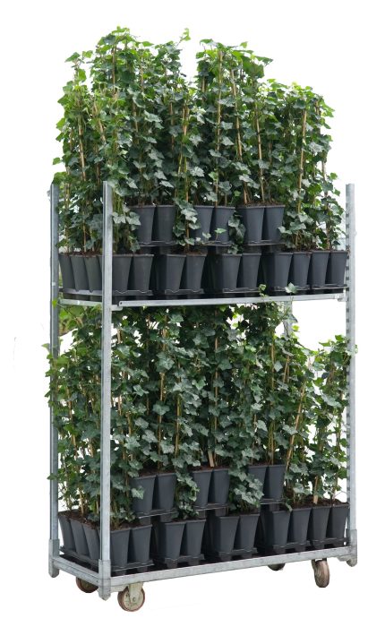 Hedera hibernica +light label, D 17