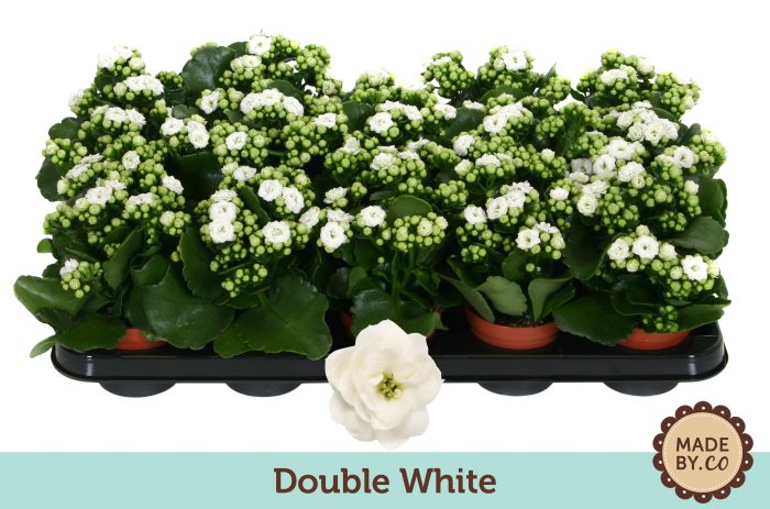 Kalanchoë Double White - no sleeve, D 9
