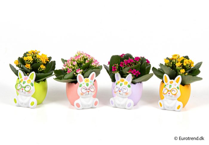 Kalanchoe in Easter ceramic 2026, D 6