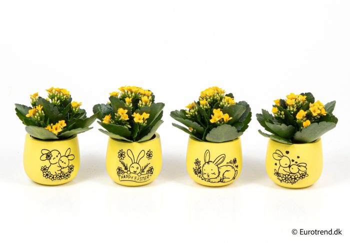 Kalanchoe in Easter ceramic 2026, D 6