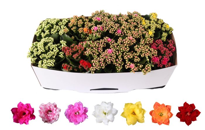 Kalanchoe Rosalina 12cm mix, traykraag, D 12
