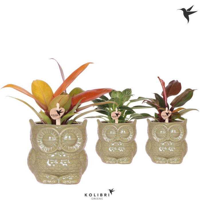 Kolibri Greens Philodendron mix in Owl pot green, D 9