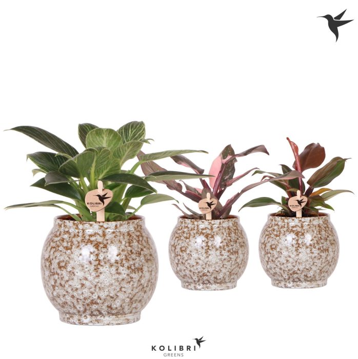 Kolibri Greens Philodendron mix in Safari pot, D 9