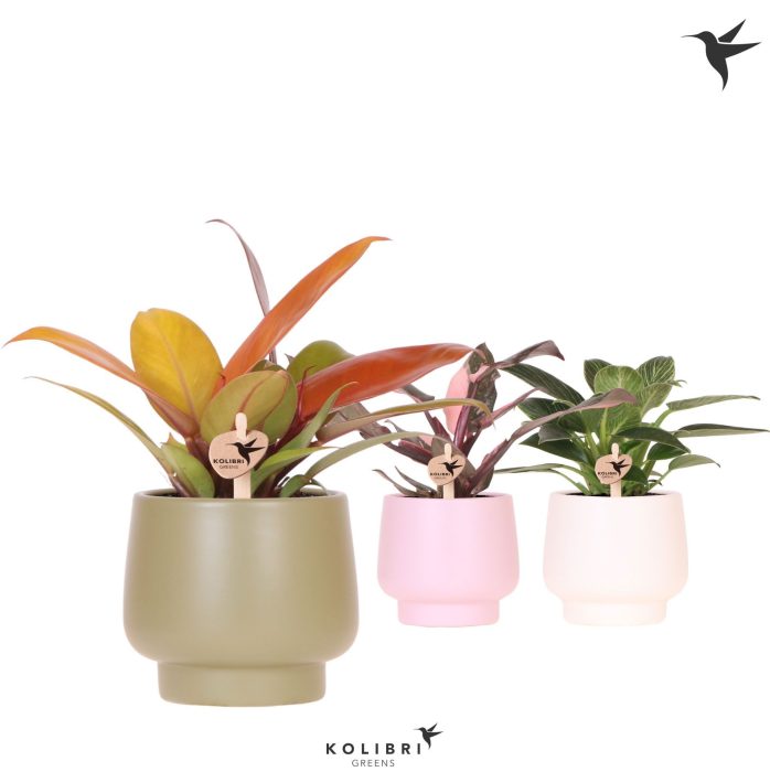 Kolibri Greens Philodendron mix in Scandic pot mix, D 9