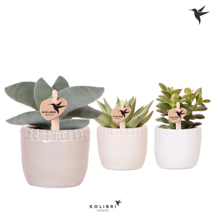 Kolibri Greens Succulenten mix in Stones pot mix, D 6