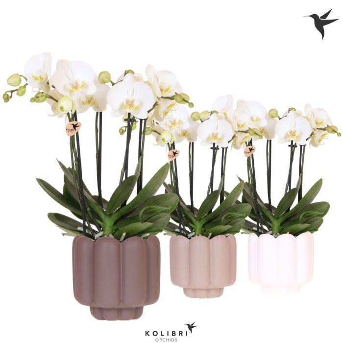 Kolibri Orchids Phalaenopsis Jewel Ghent 4 spike in Retro pot sand mix, D 12