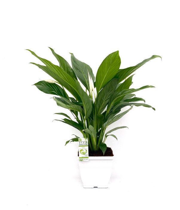 KP-104.1 - Spath Bingo Cupido 17cm in witte viekante pot, D 17