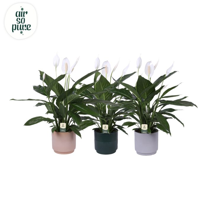 KP-115.1 - Spath Bingo Cupido 17cm in Nara pot, D 17