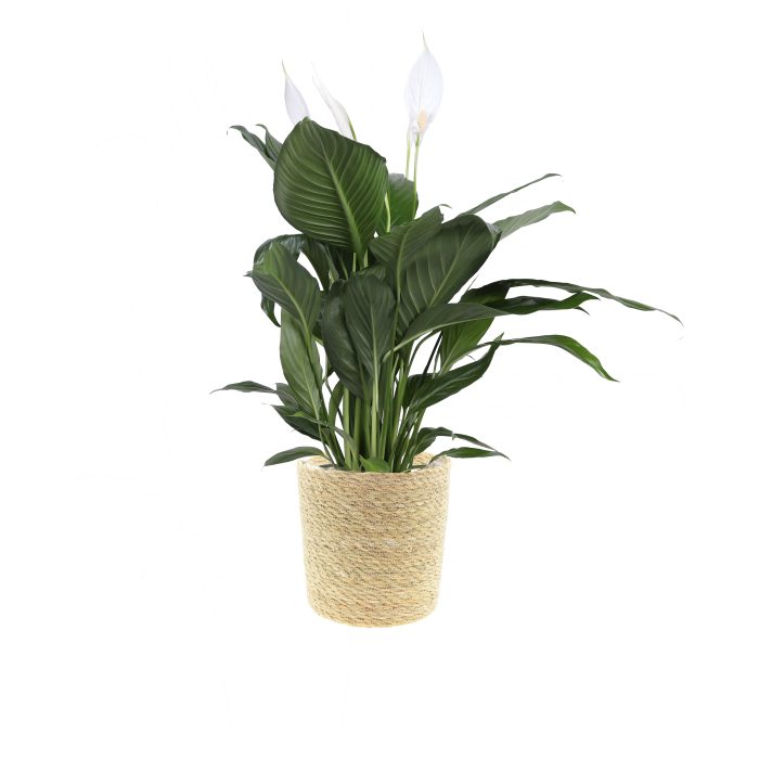 KP-120.1 - Spathpihyllum Bingo 17cm in mand, D 17