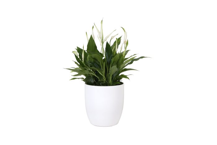 KP-613.1 - Spathiphyllum Pearl Cupido 15cm in witte bolpot, D 15