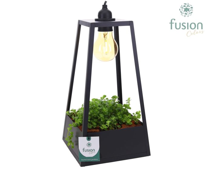 Lantaarn metaal zwart met verlichting met Pilea, D 18