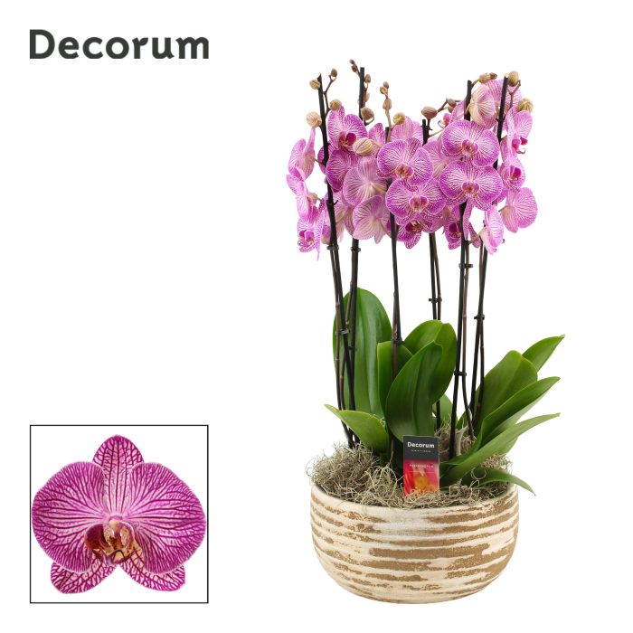 Luna 6 tak symphony purple (Deco-collection), D 27