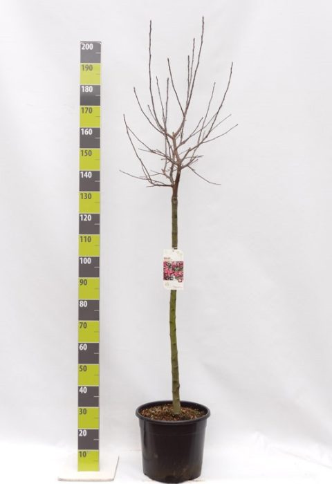 Malus 'Royalty' C 20 120 ha, D 30