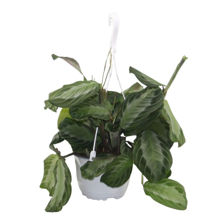 Maranta leuconeura Silverband hangpot, D 15