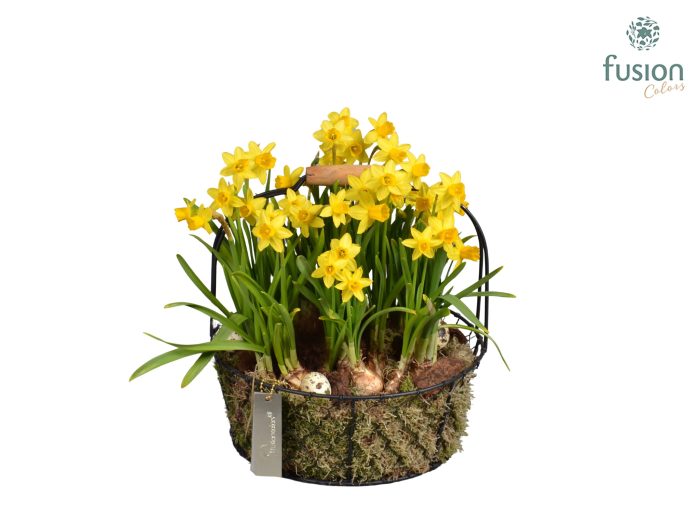 Metaal rek met Narcis Tat, D 26
